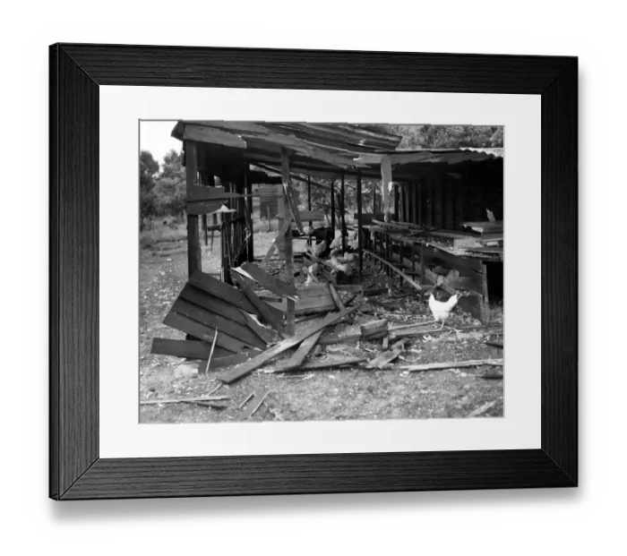 Framed Print : Dennis Poultry farm, near Southfleet, Kent July 1940 after one of the first air raids Framed Print : Dennis Poultry farm, near Southfleet, Kent July 1940 after one of the first air raids