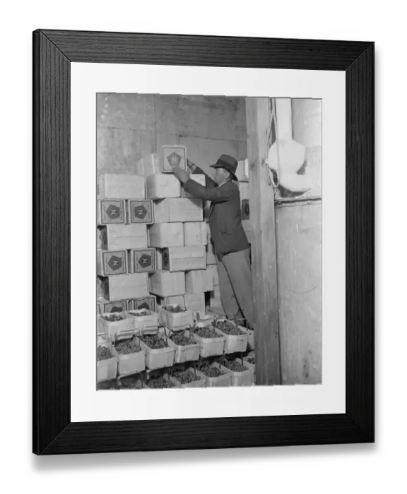 Framed Print : Fruit packing at Thomas Neame fruit farm, Faversham, Kent. 1935 Framed Print : Fruit packing at Thomas Neame fruit farm, Faversham, Kent. 1935