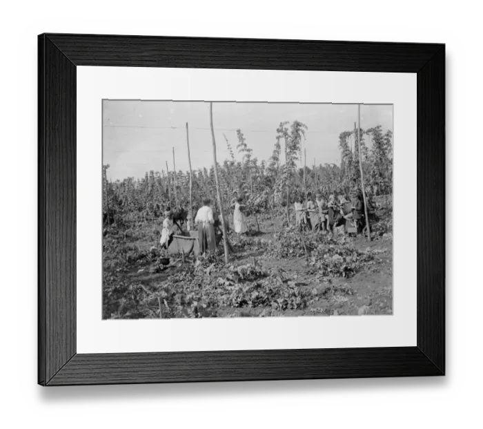 Framed Print : Hop picking. 1935 Framed Print : Hop picking. 1935