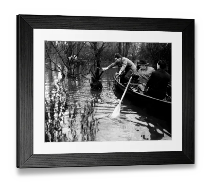 Framed Print : The Thames floods - Poultry farmers in the Thames area of Kent had to rescue their Framed Print : The Thames floods - Poultry farmers in the Thames area of Kent had to rescue their