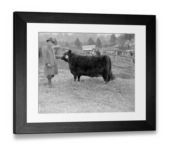 Framed Print : Champ Bull at Westerham, Kent. 1933