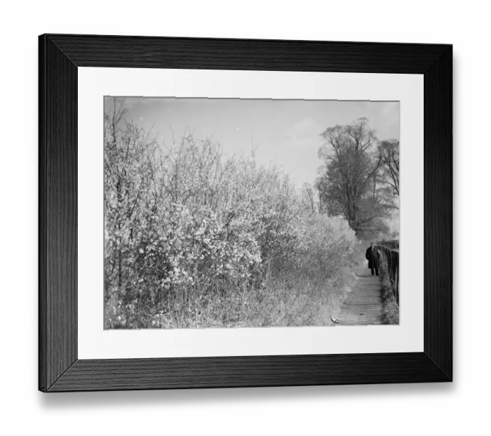 Framed Print : Blackthorn blossom in Farningham, Kent. 1936 Framed Print : Blackthorn blossom in Farningham, Kent. 1936