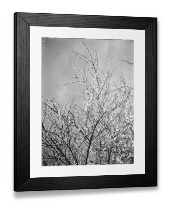 Framed Print : Blackthorn blossom in Farningham, Kent 1938