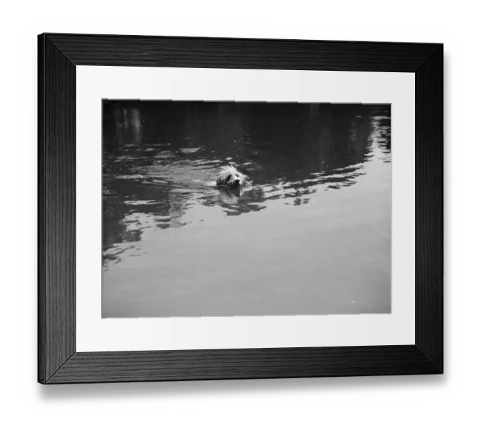 Framed Print : Dog swimming at Chislehurst ponds. 1937 Framed Print : Dog swimming at Chislehurst ponds. 1937