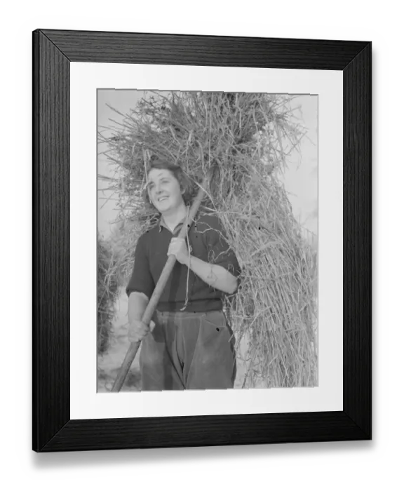 Framed Print : Land girl working on a farm, using a pitchfork to carry hay. 1939 Framed Print : Land girl working on a farm, using a pitchfork to carry hay. 1939