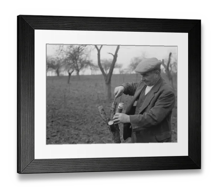 Framed Print : A man grafting apple trees. 1939 Framed Print : A man grafting apple trees. 1939