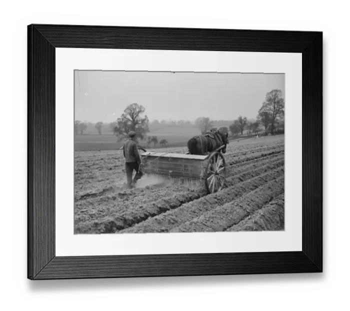 Framed Print : A farmer using a horse drawn machine to spread fertilizer on a field. 1939 Framed Print : A farmer using a horse drawn machine to spread fertilizer on a field. 1939
