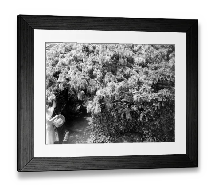 Framed Print : Old Wisteria, Eddlemann at Chislehurst, Kent. 1934 Framed Print : Old Wisteria, Eddlemann at Chislehurst, Kent. 1934