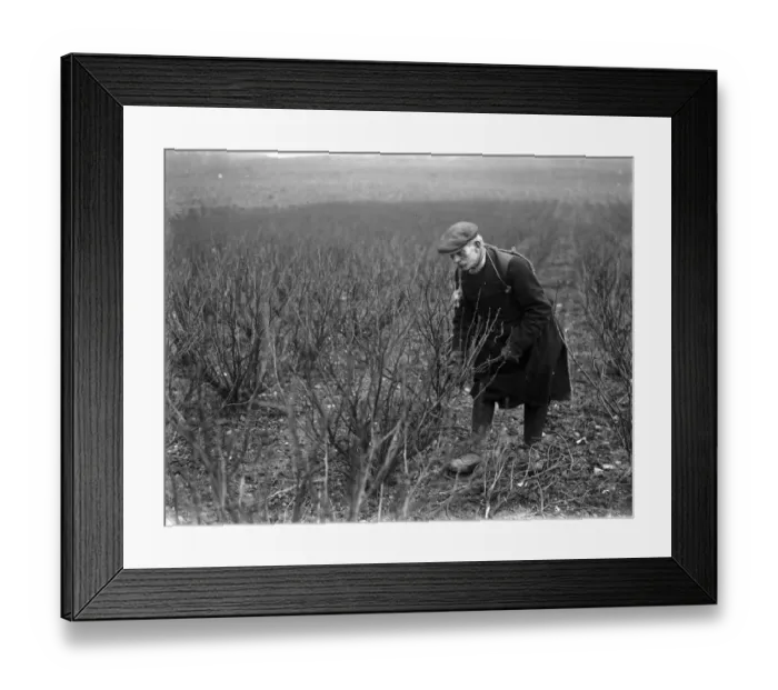 Framed Print : Mr George Walter Lennard in Footscray, Kent, pruning blackcurrant shrubs. 1936 Framed Print : Mr George Walter Lennard in Footscray, Kent, pruning blackcurrant shrubs. 1936