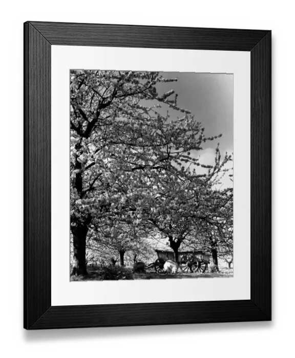 Framed Print : Cherry blossom orchard in full bloom Early Rivers on church Farm, Five Oaks Green Framed Print : Cherry blossom orchard in full bloom Early Rivers on church Farm, Five Oaks Green