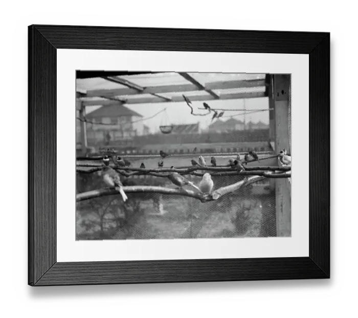 Framed Print : The interior of Mr R G Halls bird aviary at Bexleyheath showing the birds Framed Print : The interior of Mr R G Halls bird aviary at Bexleyheath showing the birds
