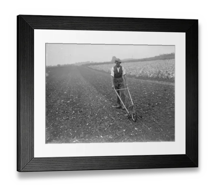 Framed Print : A farm worker using a hand harrow in a large field. 1935 Framed Print : A farm worker using a hand harrow in a large field. 1935