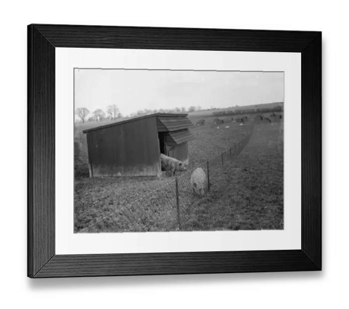 Framed Print : Pigs out in the fields at Tripes pig farm at Orpington in Kent. 1936 Framed Print : Pigs out in the fields at Tripes pig farm at Orpington in Kent. 1936