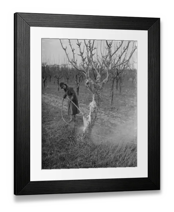 Framed Print : Spraying fruit trees against pests at Farningham, Kent. 1938 Framed Print : Spraying fruit trees against pests at Farningham, Kent. 1938