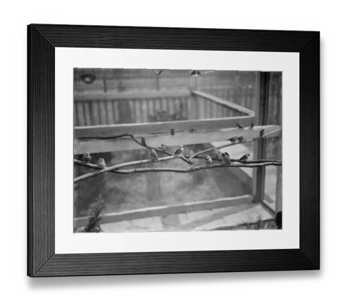 Framed Print : The interior of Mr R G Halls bird aviary at Bexleyheath showing the finches Framed Print : The interior of Mr R G Halls bird aviary at Bexleyheath showing the finches