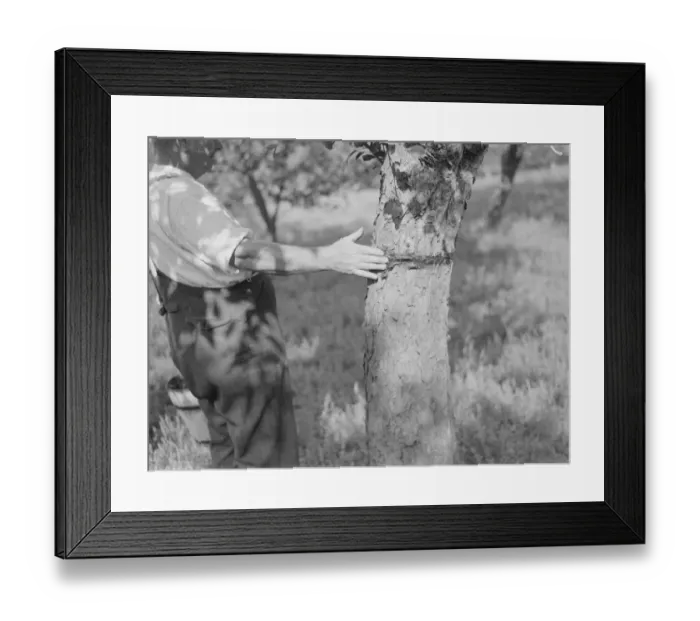 Framed Print : A man is stickybanding a fruit tree to prevent insects from crawling up it Framed Print : A man is stickybanding a fruit tree to prevent insects from crawling up it