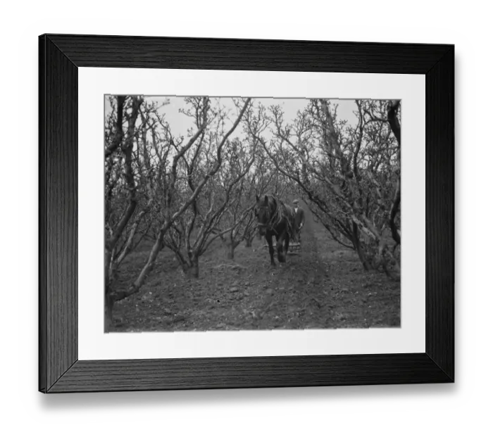 Framed Print : A farmer and his horse harrowing between the fruit trees in St Mary Cray, Kent. 1936