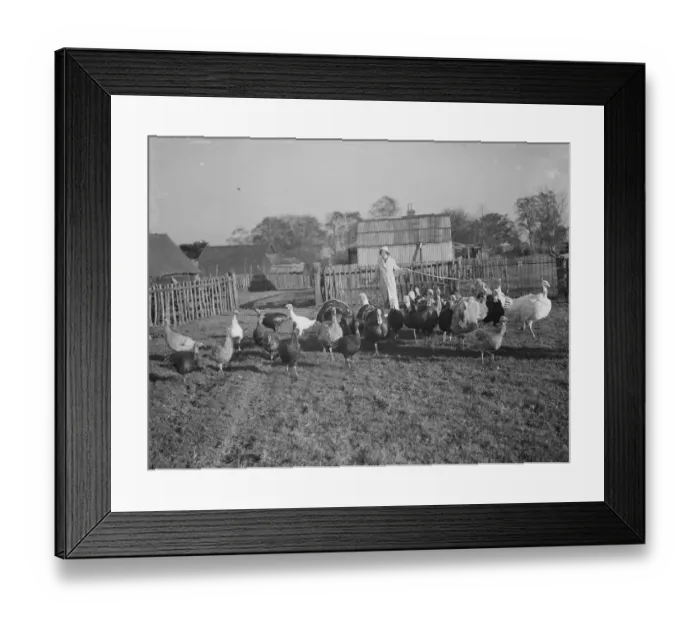 Framed Print : A collection of turkeys on a farm in Frant, East Sussex. 1937 Framed Print : A collection of turkeys on a farm in Frant, East Sussex. 1937