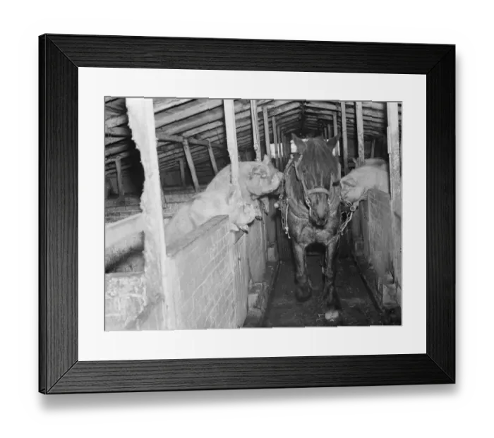 Framed Print : The pony pulling the food cart running the gauntlet of hungry sows in the pig stye Framed Print : The pony pulling the food cart running the gauntlet of hungry sows in the pig stye