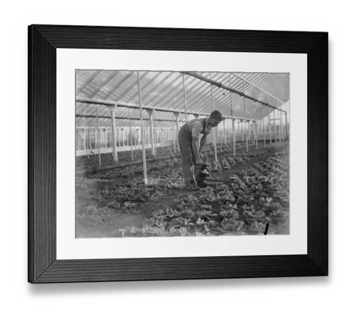 Framed Print : Christmas lettuces being watered in a large green house at the Horticultural College