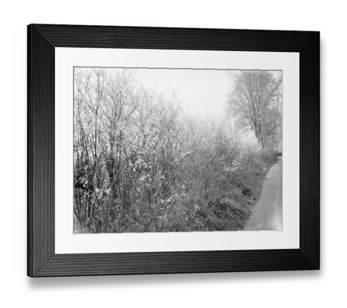 Framed Print : Blackthorn blossom in Farningham, Kent. 1936 Framed Print : Blackthorn blossom in Farningham, Kent. 1936