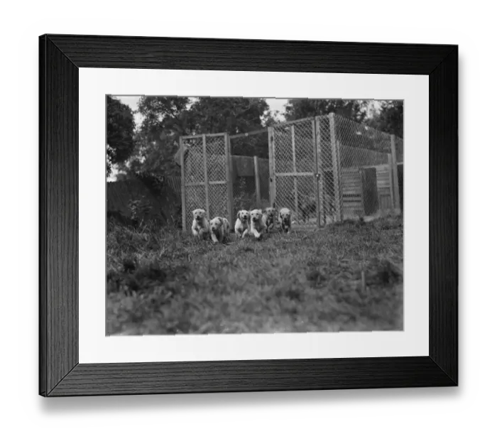 Framed Print : Puppies run out of their cage at the South Darenth Kennels in Kent. 1935 Framed Print : Puppies run out of their cage at the South Darenth Kennels in Kent. 1935