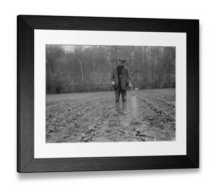 Framed Print : Spraying strawberry plants. 1935 Framed Print : Spraying strawberry plants. 1935