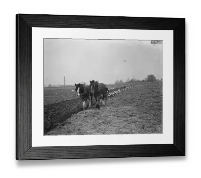 Framed Print : Seagulls swoop in to feast on the worms that have been surfaced by a farmer ploughing Framed Print : Seagulls swoop in to feast on the worms that have been surfaced by a farmer ploughing
