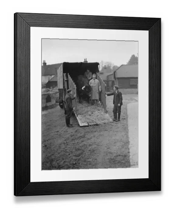 Framed Print : A bull being unloaded from a Bedford lorry. 1937 Framed Print : A bull being unloaded from a Bedford lorry. 1937