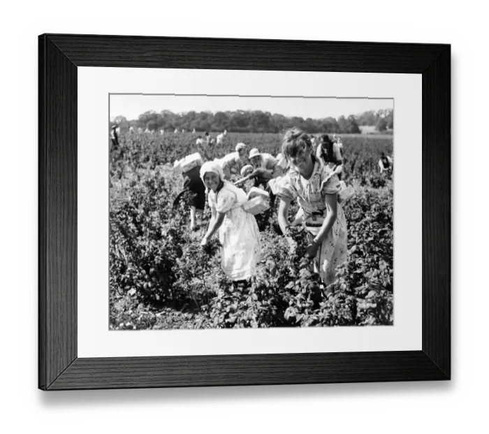 Framed Print : Girls picking raspberries in Kent Framed Print : Girls picking raspberries in Kent