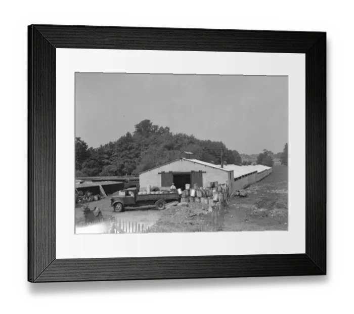 Framed Print : Hales Pig Farm in Footscray, Kent. 21 June 1937 Framed Print : Hales Pig Farm in Footscray, Kent. 21 June 1937
