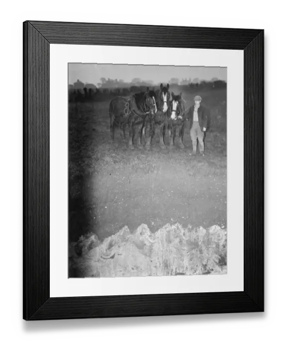 Framed Print : A farmer with a team of horses examine the site where subsidence has taken place Framed Print : A farmer with a team of horses examine the site where subsidence has taken place