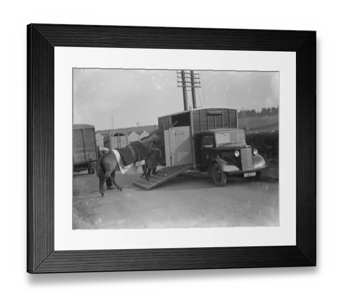 Framed Print : A horse is being led into a Bedford truck horse box. 1936 Framed Print : A horse is being led into a Bedford truck horse box. 1936