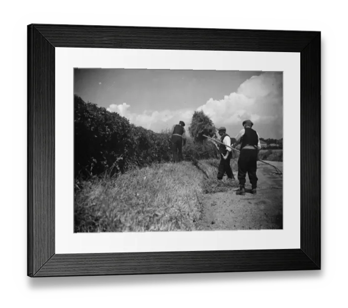Framed Print : Farmers trim hedges by hand in Wilmington. 1938 Framed Print : Farmers trim hedges by hand in Wilmington. 1938