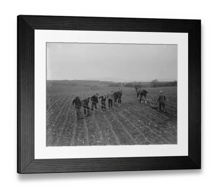 Framed Print : Farm workers hoe a field by hand in Scotland while another worker ploughs the field