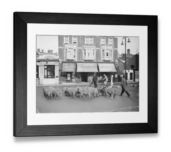 Framed Print : Sheep. Early morning Bromley. 15 July 1937 Framed Print : Sheep. Early morning Bromley. 15 July 1937