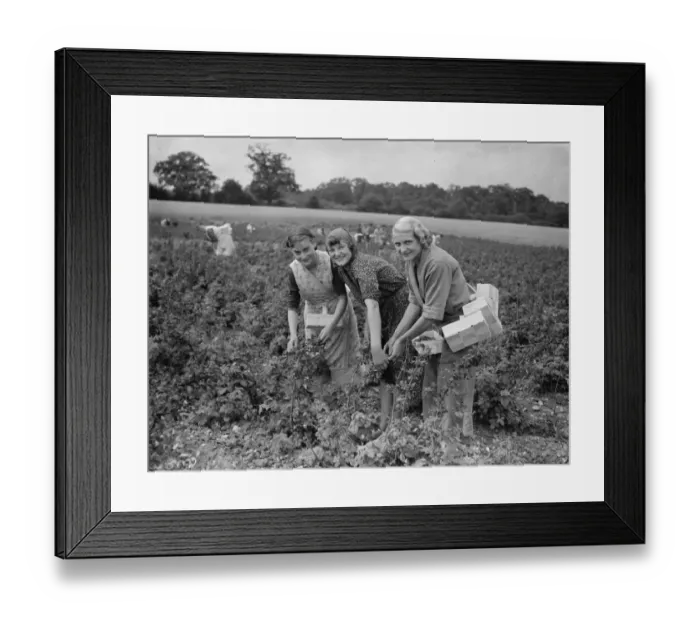 Framed Print : With their baskets at the ready women pick raspberrys in Sidcup. 1935