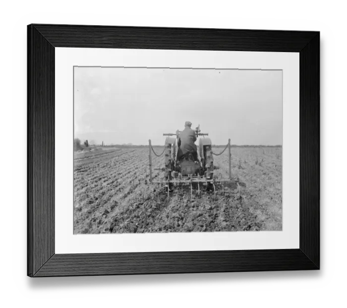 Framed Print : A farmer on his tractor cultivate a field. 1935