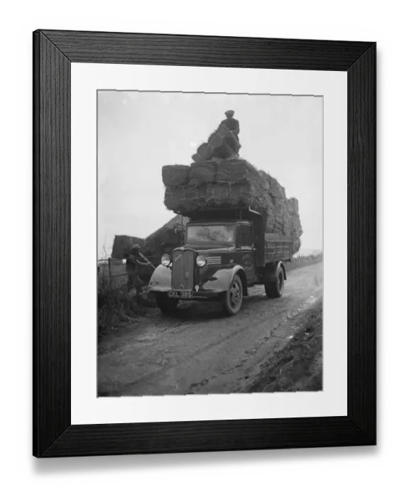 Framed Print : Pattullo Higgs and Co Ltd workers load hay bales onto their company Bedford truck Framed Print : Pattullo Higgs and Co Ltd workers load hay bales onto their company Bedford truck
