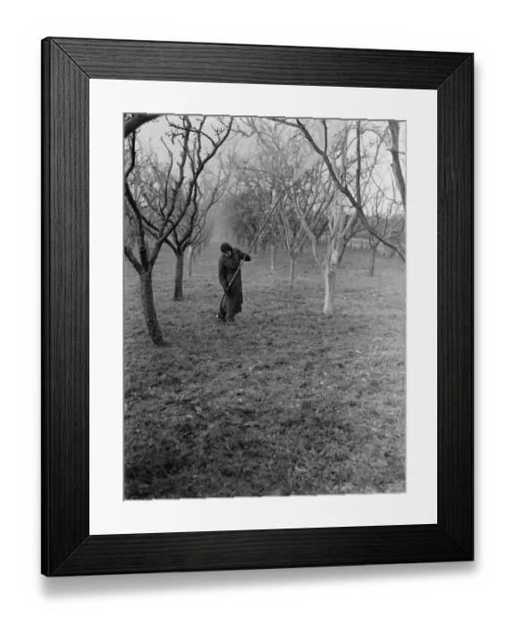 Framed Print : Spraying fruit trees in Swanley, Kent. 1937 Framed Print : Spraying fruit trees in Swanley, Kent. 1937