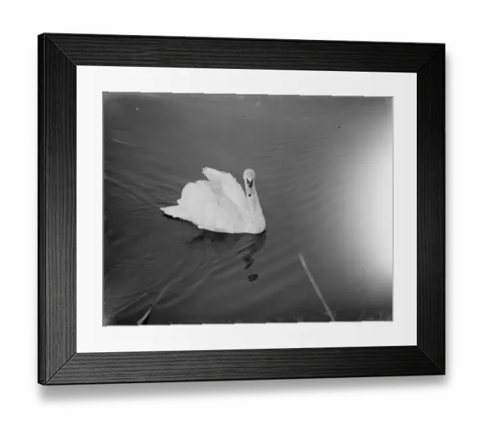 Framed Print : Swan swims along the river. 1938 Framed Print : Swan swims along the river. 1938
