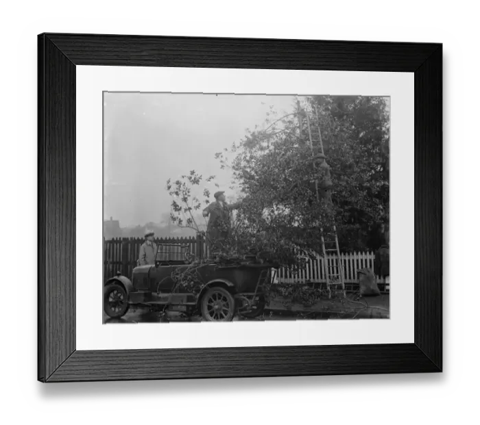 Framed Print : Men cutting holly for Christmas at Chislehurst, Kent. 1935 Framed Print : Men cutting holly for Christmas at Chislehurst, Kent. 1935