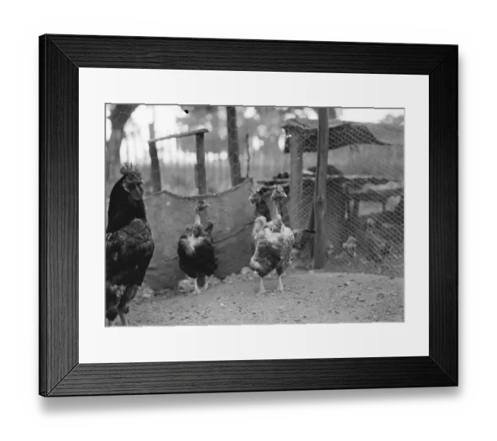 Framed Print : Churkeys, Southfleet. 1937 Transylvanian Naked Neck Chickens Framed Print : Churkeys, Southfleet. 1937 Transylvanian Naked Neck Chickens