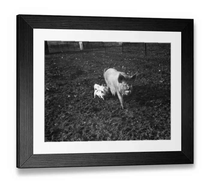Framed Print : A sow with her litter of piglets at Tripes Farm, Orpington, Kent. 1936 Framed Print : A sow with her litter of piglets at Tripes Farm, Orpington, Kent. 1936