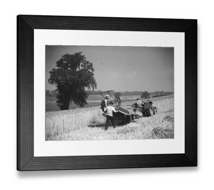 Framed Print : A farmer harvesting his crop with a tractor drawn combine. 1939