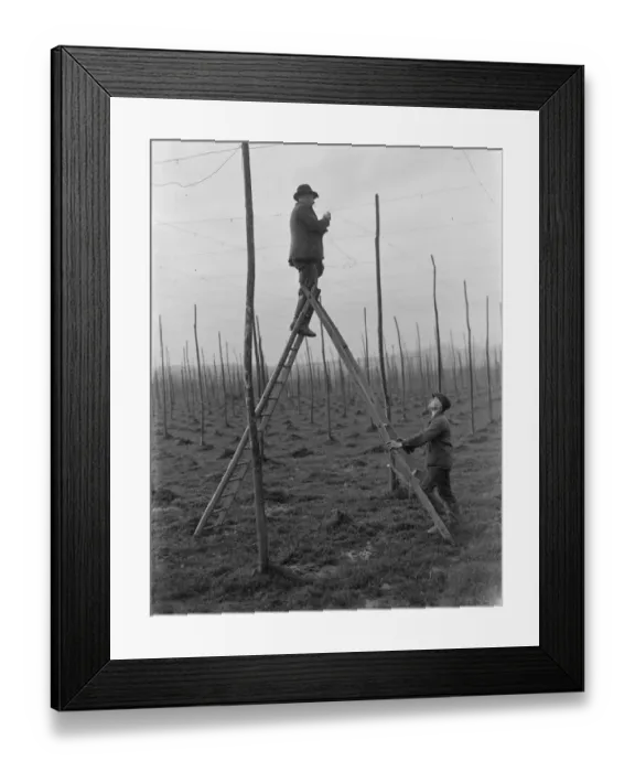 Framed Print : A man stringing the hop poles whilst another foots his ladder. 1937