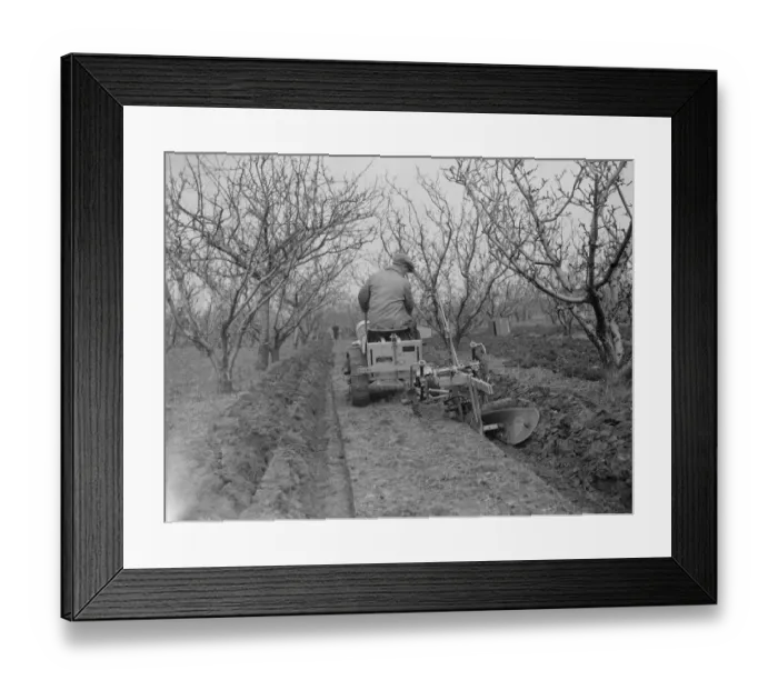 Framed Print : The Ransomes from Ipswich demonstrate their MG2 Motor Garden Cultivator in East Malling