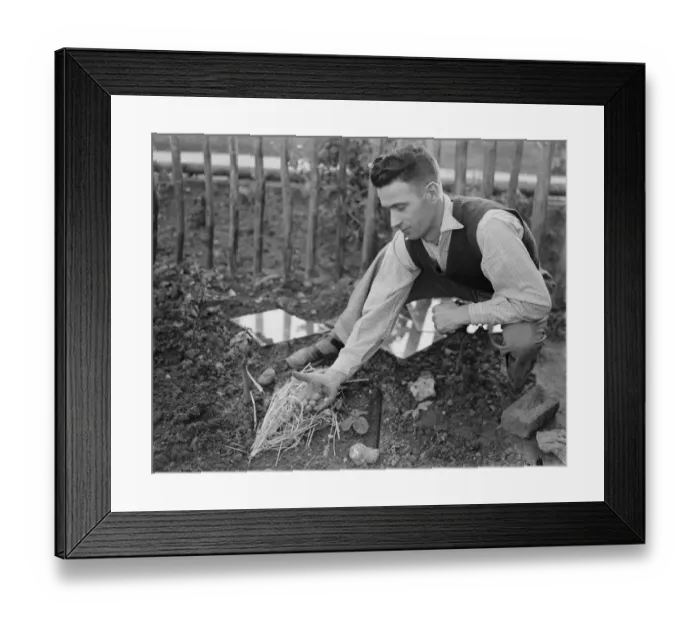Framed Print : Mrs Burnett picking October strawberries in Gavesend, Kent. 1938 Framed Print : Mrs Burnett picking October strawberries in Gavesend, Kent. 1938