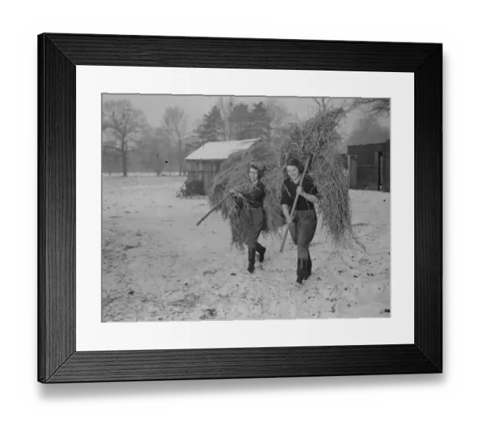 Framed Print : Land girls working on a farm. 1939 Framed Print : Land girls working on a farm. 1939