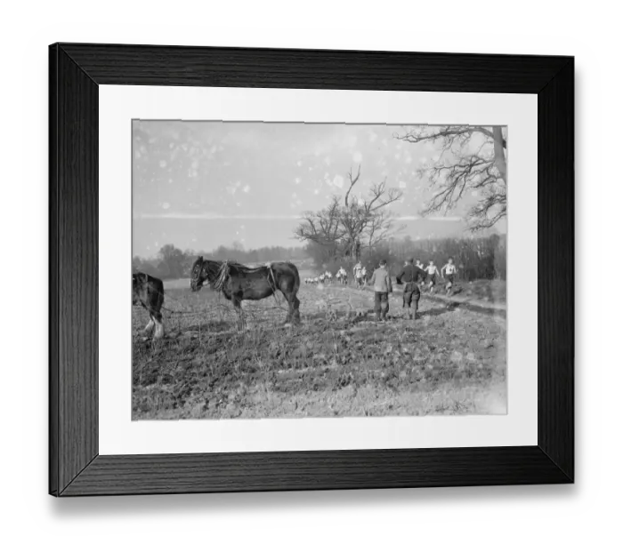 Framed Print : A farmer and his horse team ploughing a field, take a break to watch cross country Framed Print : A farmer and his horse team ploughing a field, take a break to watch cross country
